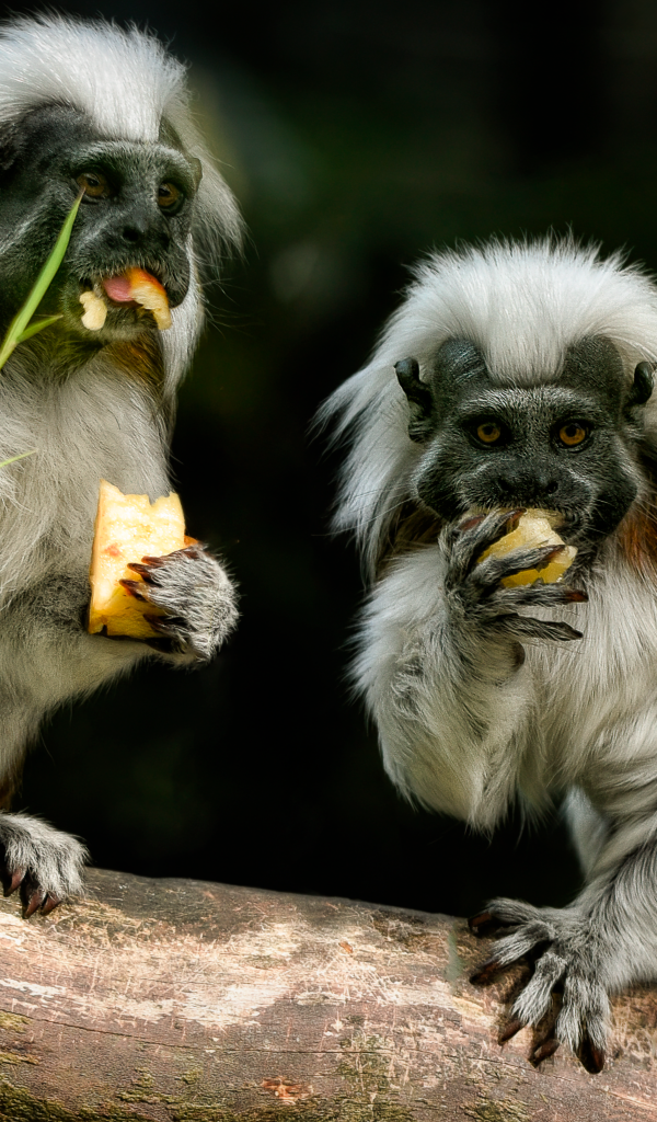 Две обезьяны хлопковый тамарин