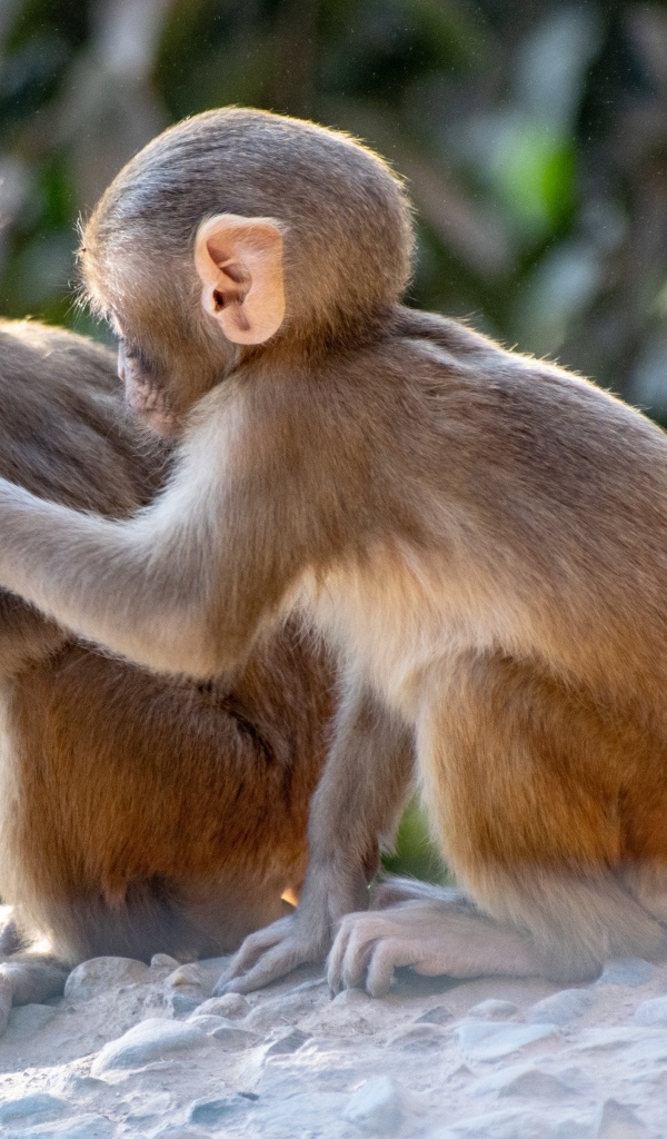 Две маленькие обезьяны сидят на камне
