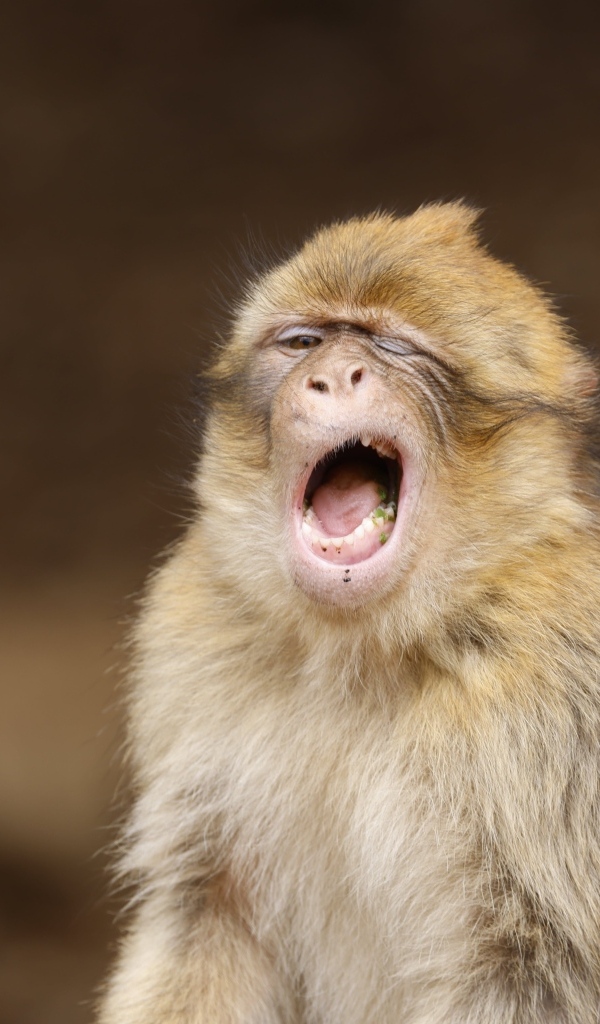 Зевающая обезьяна крупным планом