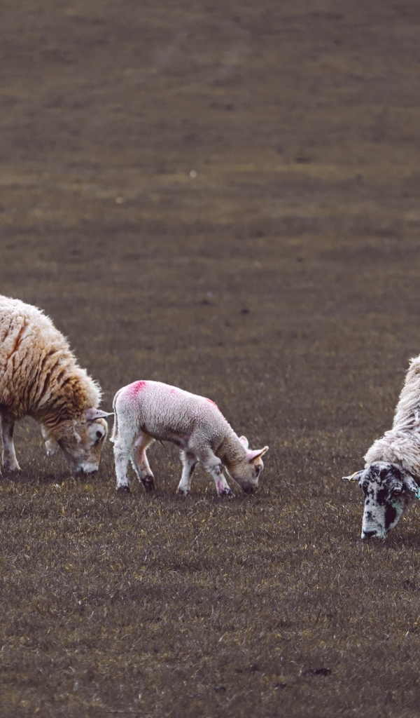 Стадо овец пасется на поле