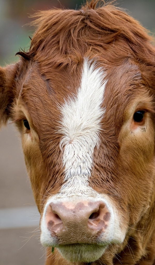 Большая коричневая корова на ферме