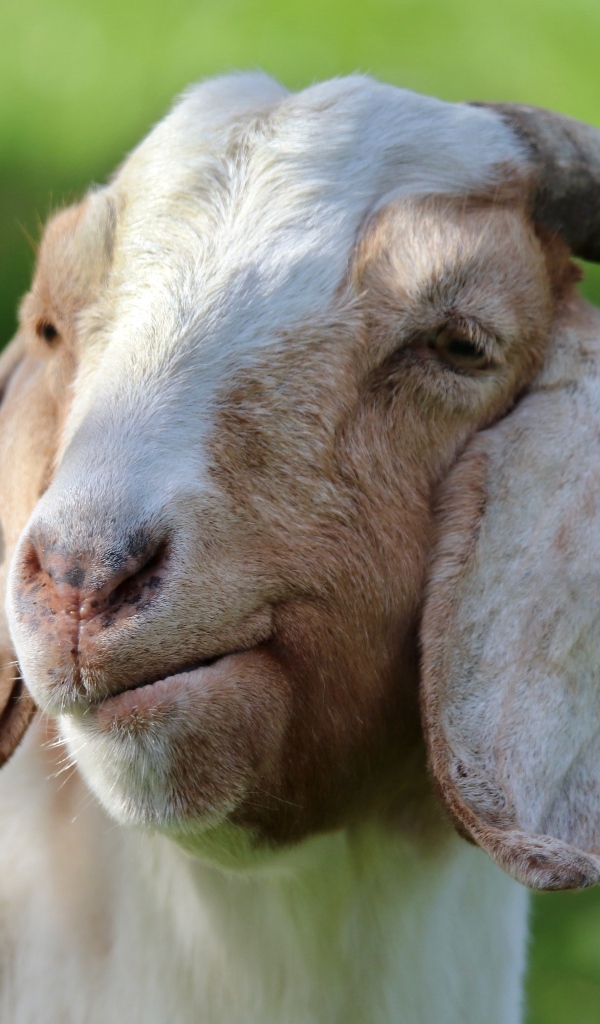 Большая рогатая коза с длинными ушами