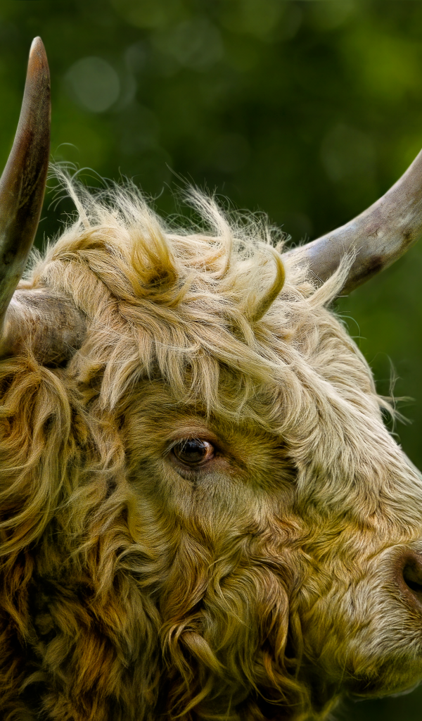 Большой лохматый бык с большими рогами