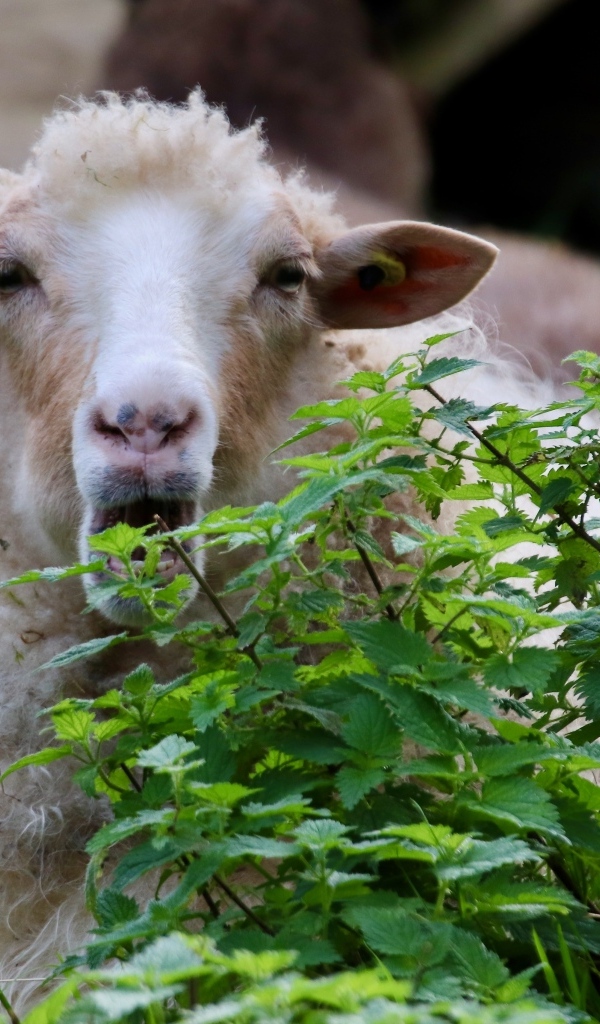 Большая овца прячется в траве