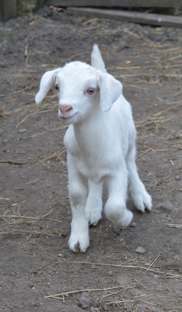 Милый маленький белый козленок