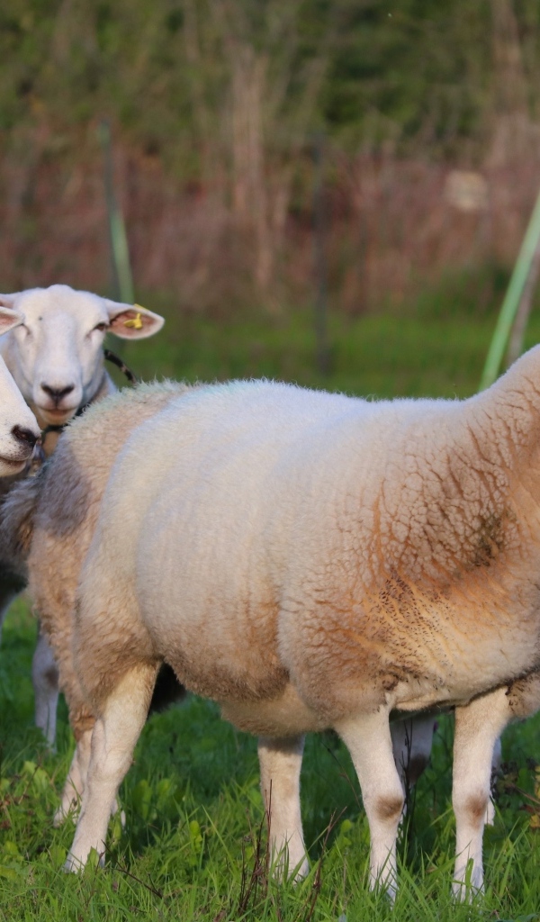 Пушистые овцы на зеленой траве