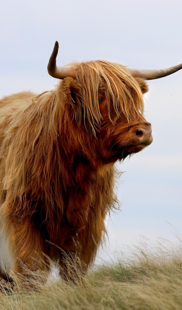Лохматая высокогорная корова