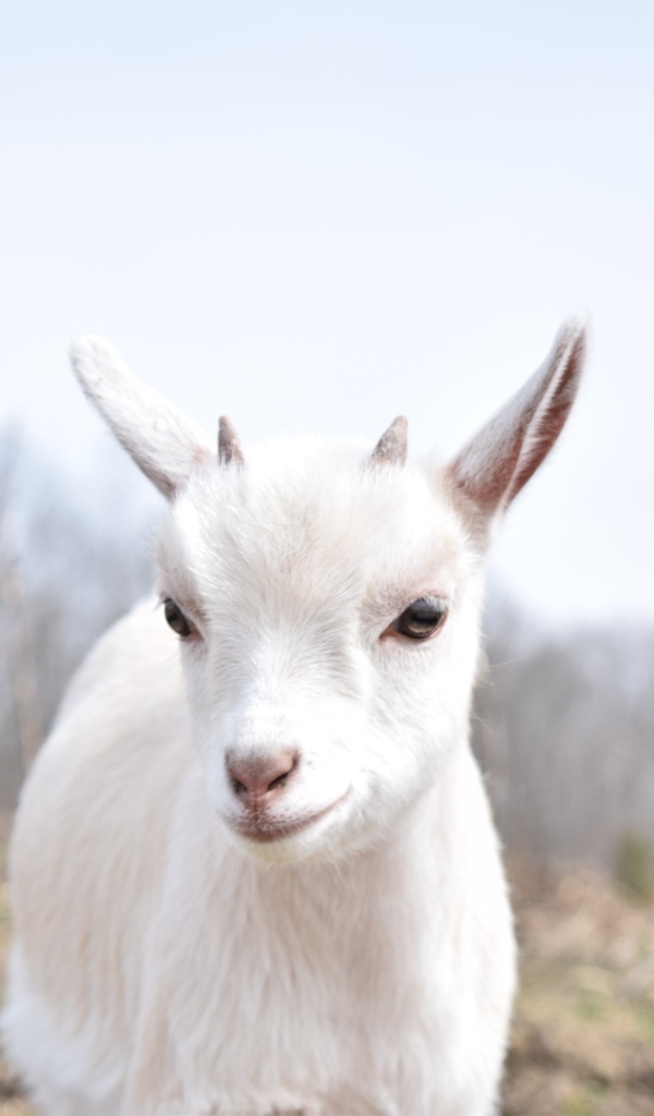Белый домашний козленок с маленькими рожками