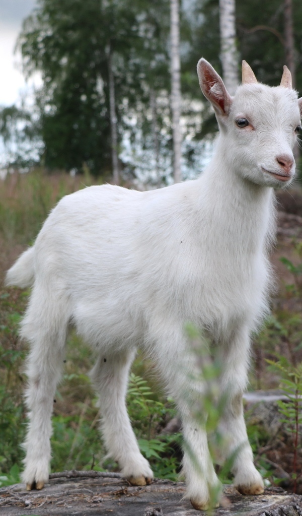 Белый козленок стоит на камне