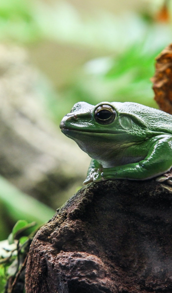 Большая зеленая лягушка сидит на камне