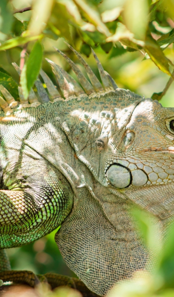 Большая зеленая игуана сидит в ветках дерева