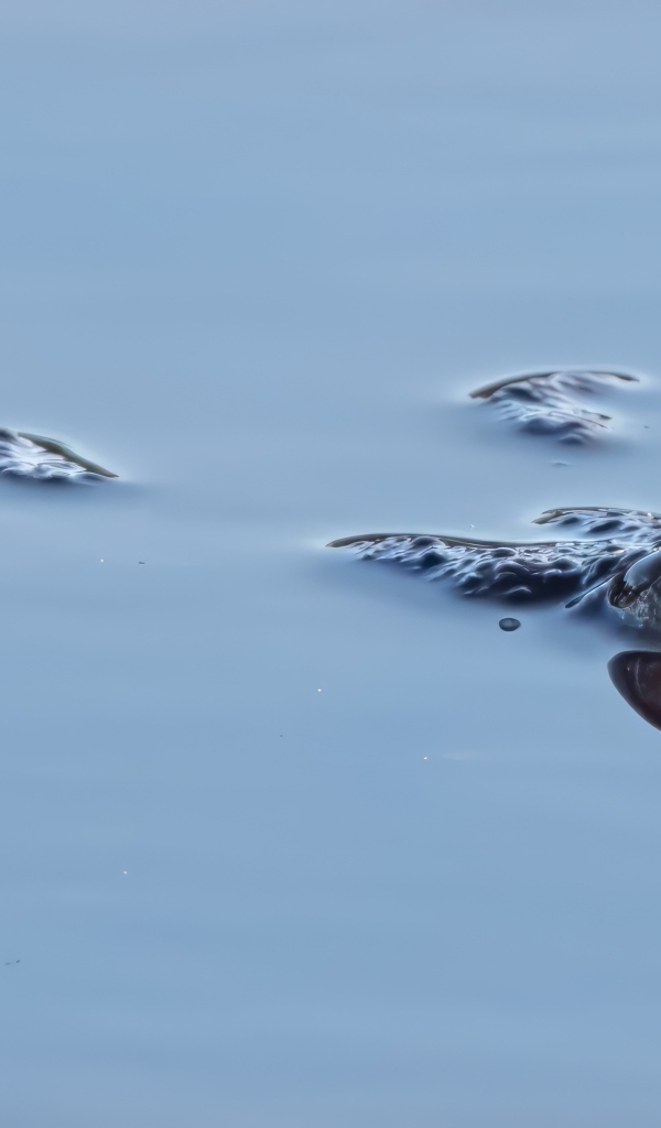 Большая жаба плывет в воде