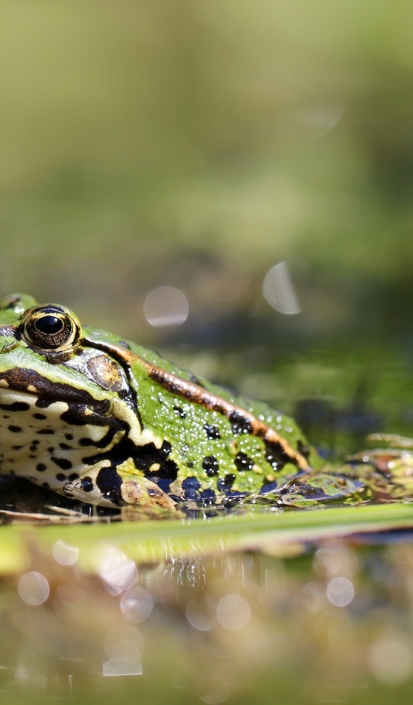 Жаба сидит на листке в пруду