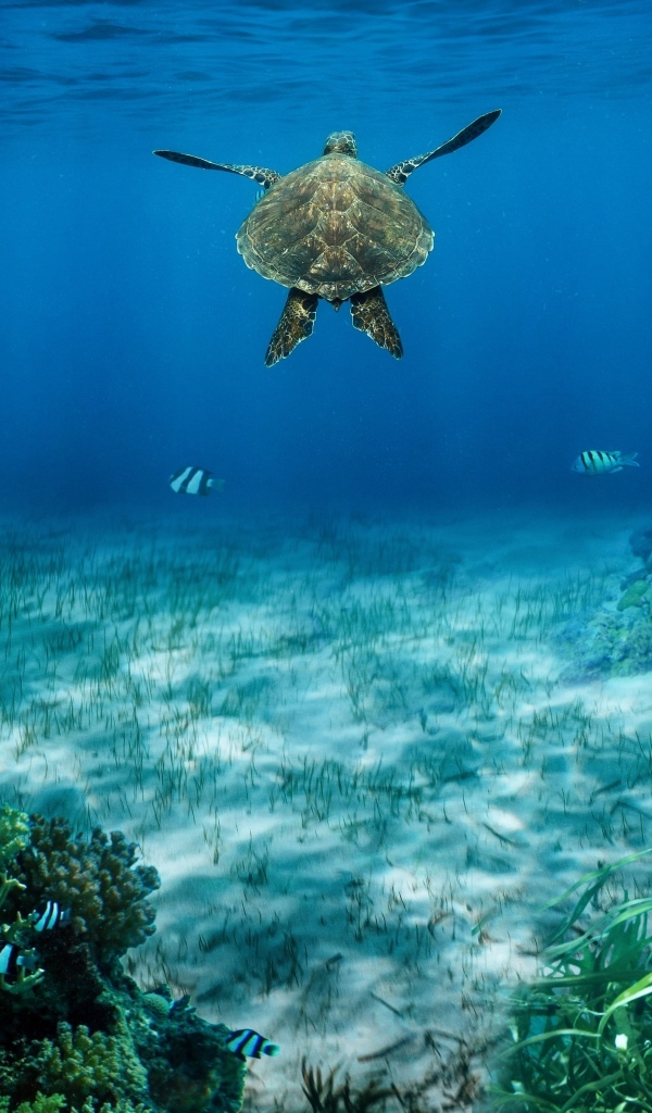 Черепаха плывет по воде у морского дна