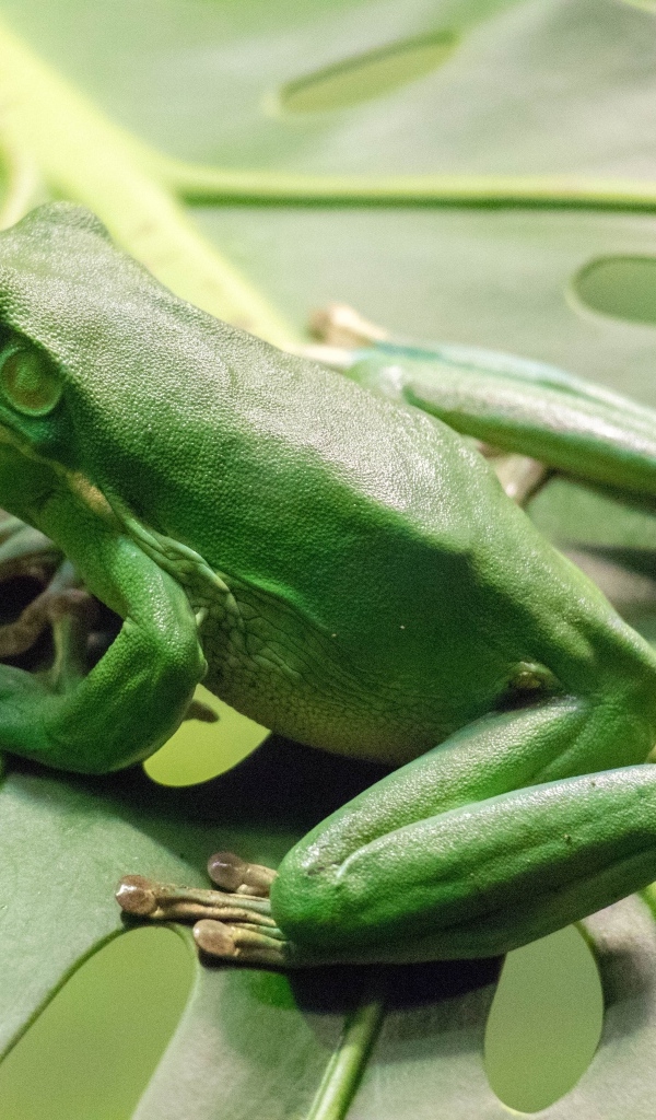 Большая зеленая лягушка сидит на листе