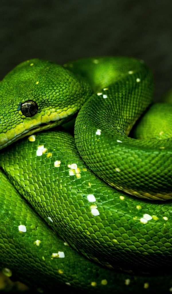 Большая зеленая змея на ветке дерева