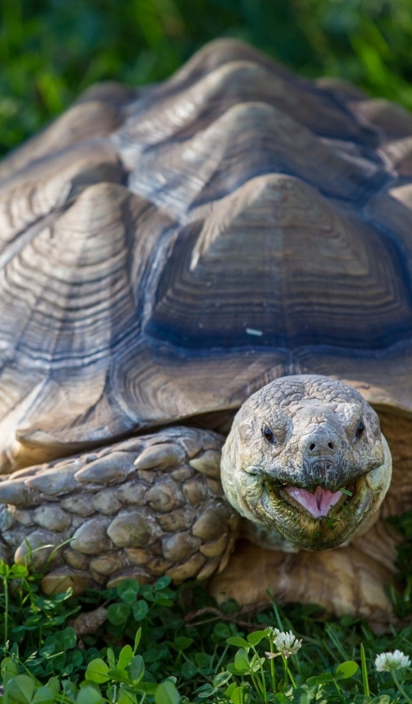 Большая черепаха на зеленой траве