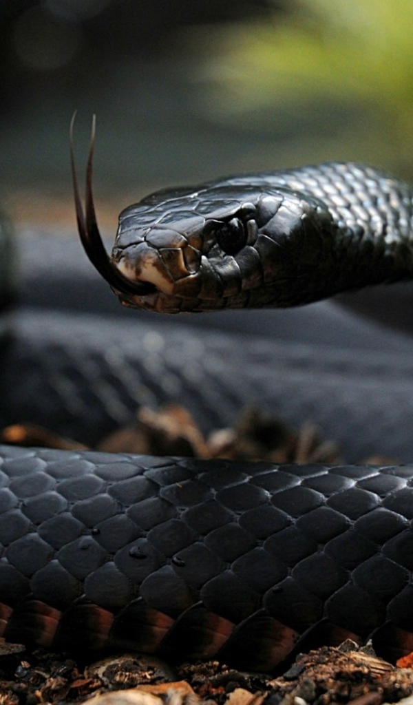 Черная змея с высунутым языком