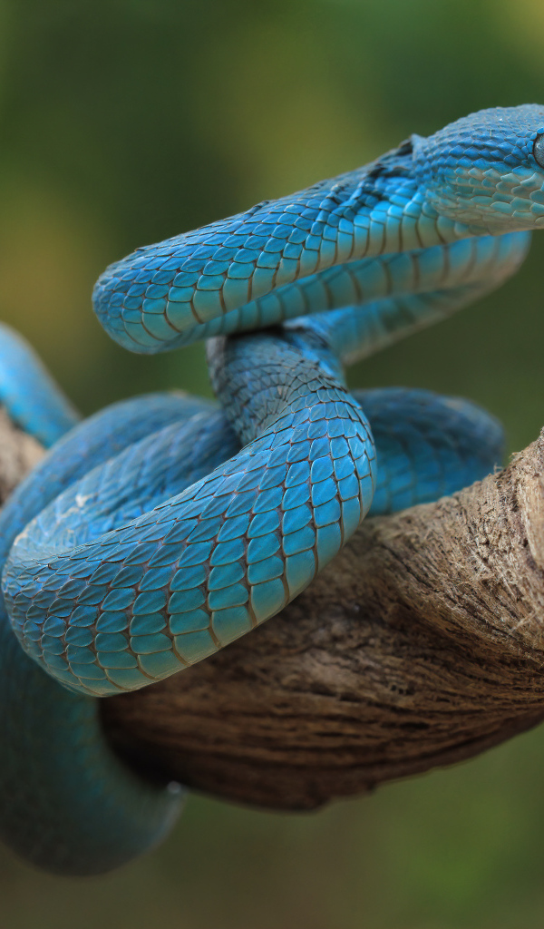 Голубая змея висит на ветке дерева