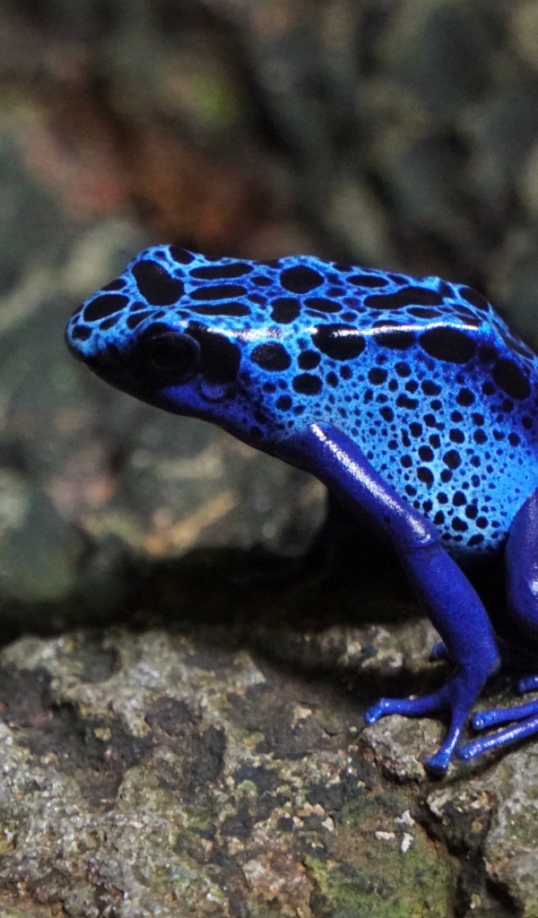 Синяя пятнистая лягушка сидит на камне