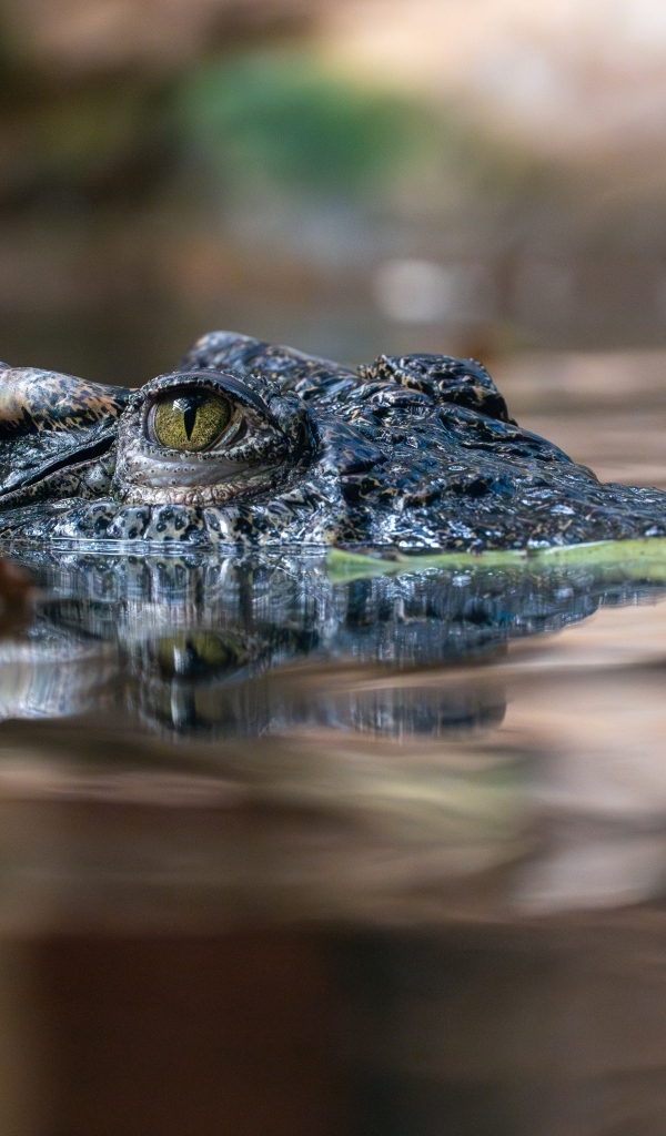 Крокодил прячется в воде