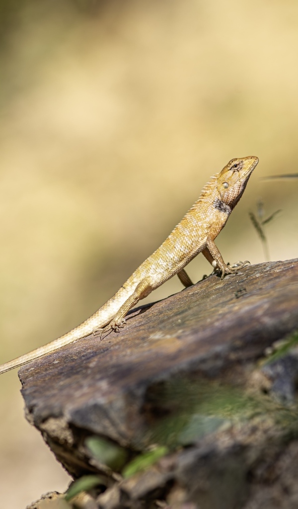 Садовая ящерица сидит на камне