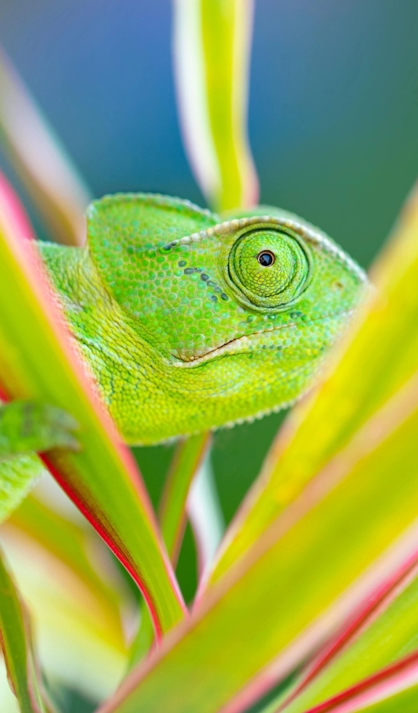 Зеленый хамелеон прячется в зеленых листьях