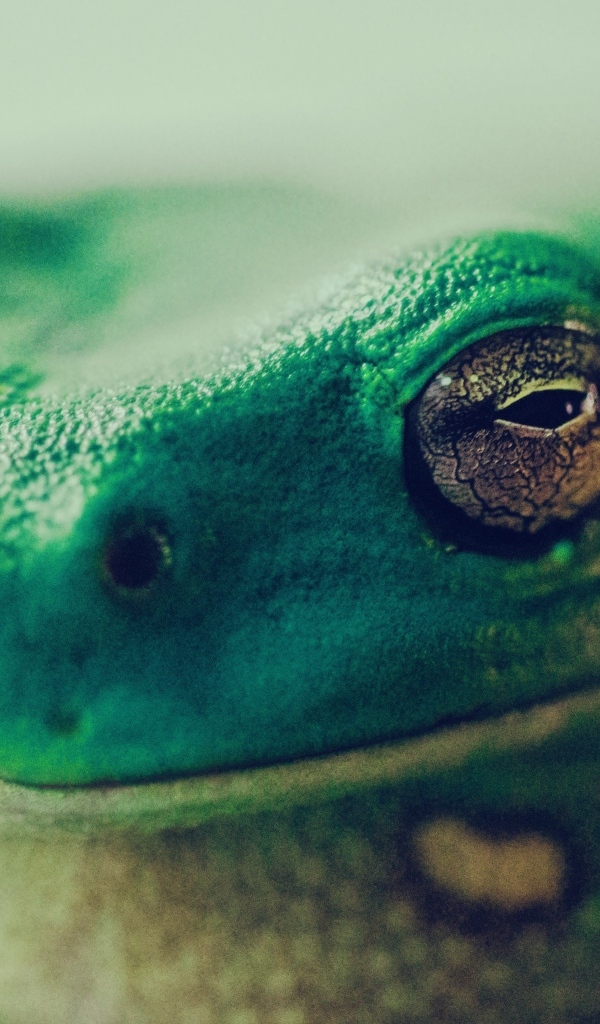 Голова зеленой лягушки крупным планом