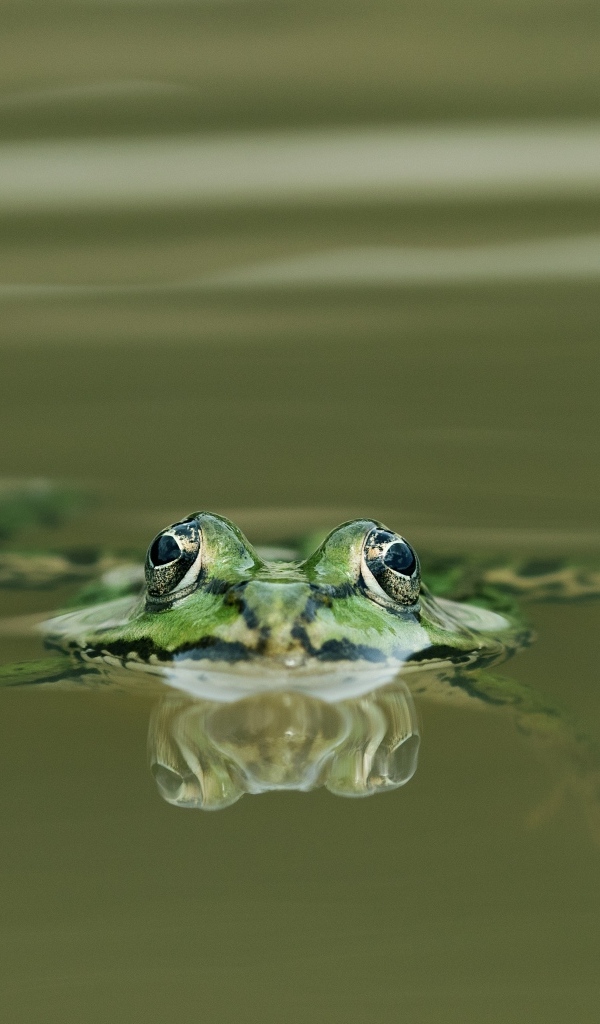 Зеленая лягушка прячется в воде