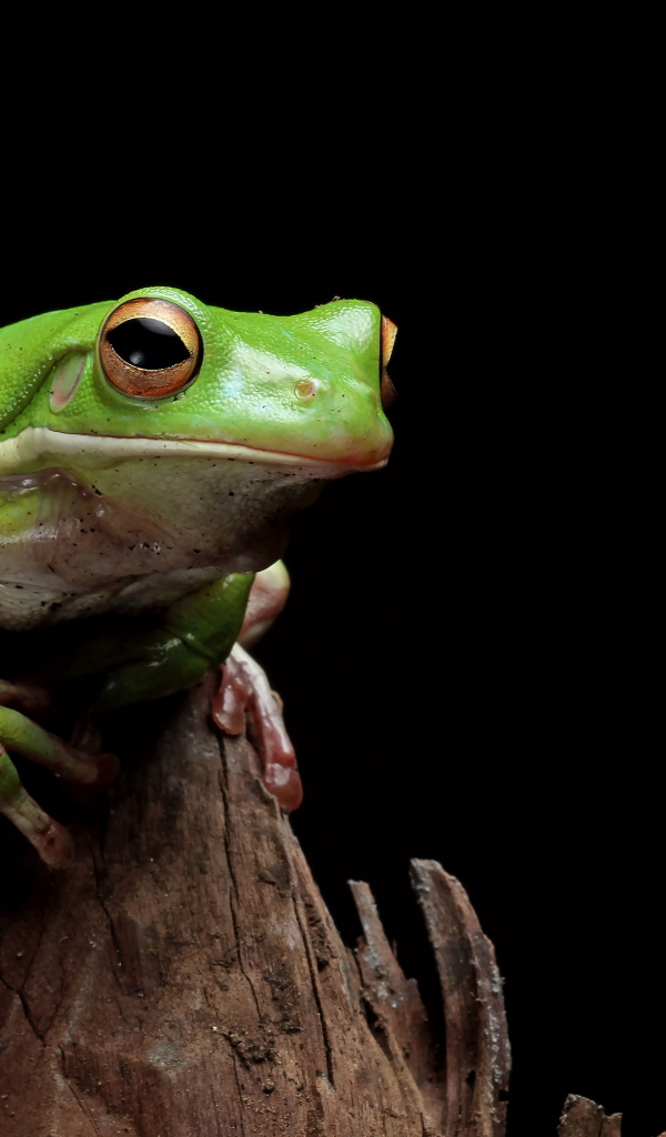 Зеленая лягушка сидит на сухой ветке 