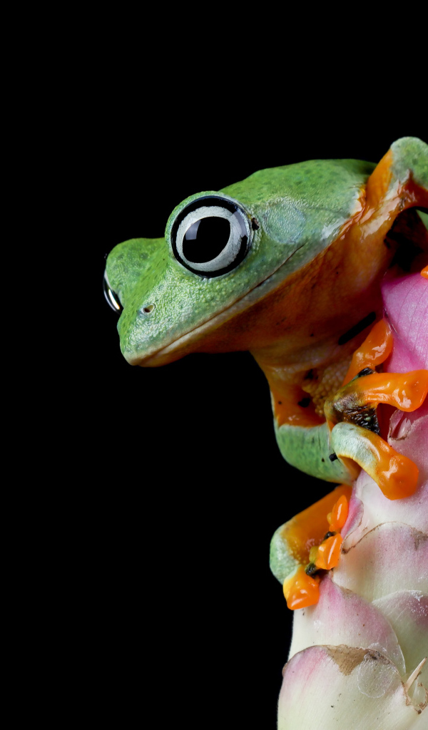 Зеленая лягушка сидит на розовом цветке на черном фоне