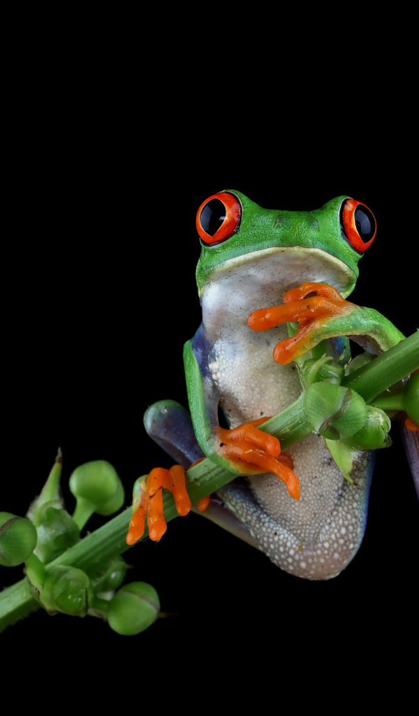 Зеленая лягушка с красными глазами висит на ветке