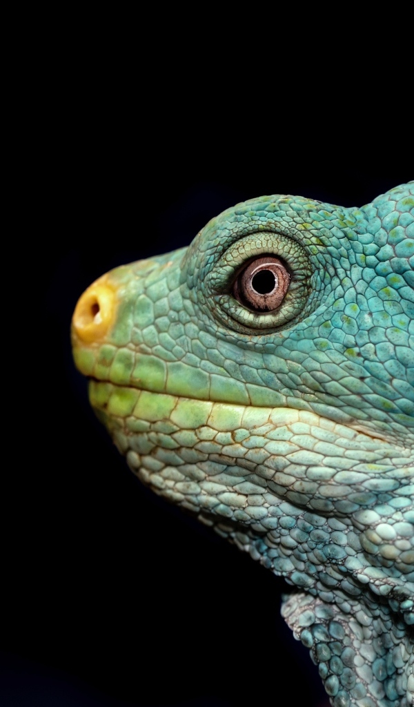Голова зеленой игуаны на черном фоне