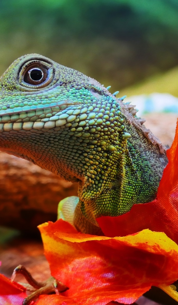 Зеленая ящерица в оранжевых листьях