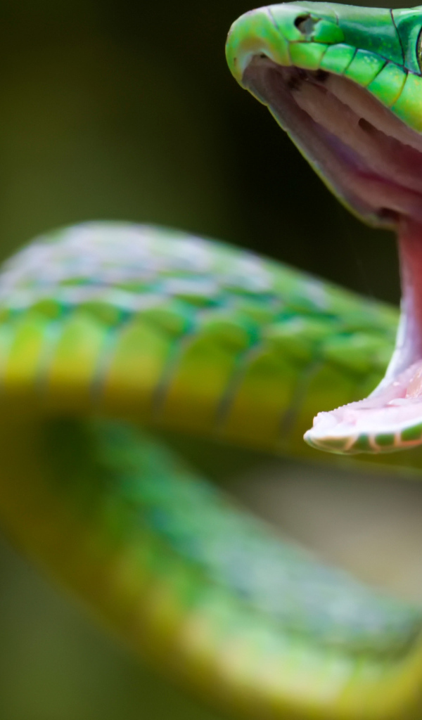 Зеленая змея с открытым ртом крупным планом