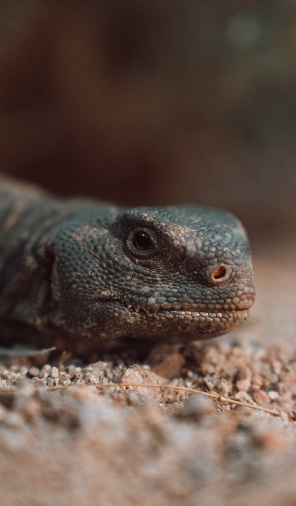 Дракон комодо на земле 