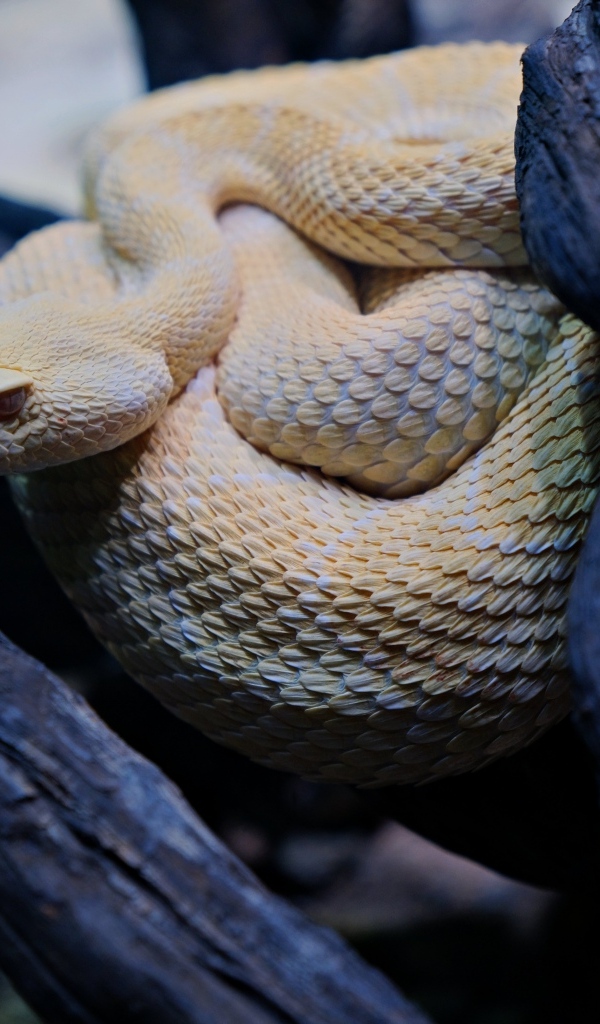 Большая западная гремучая змея в ветках