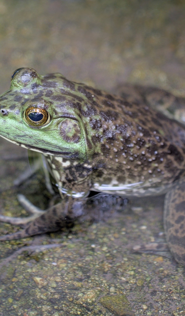 Большая серая жаба сидит в воде