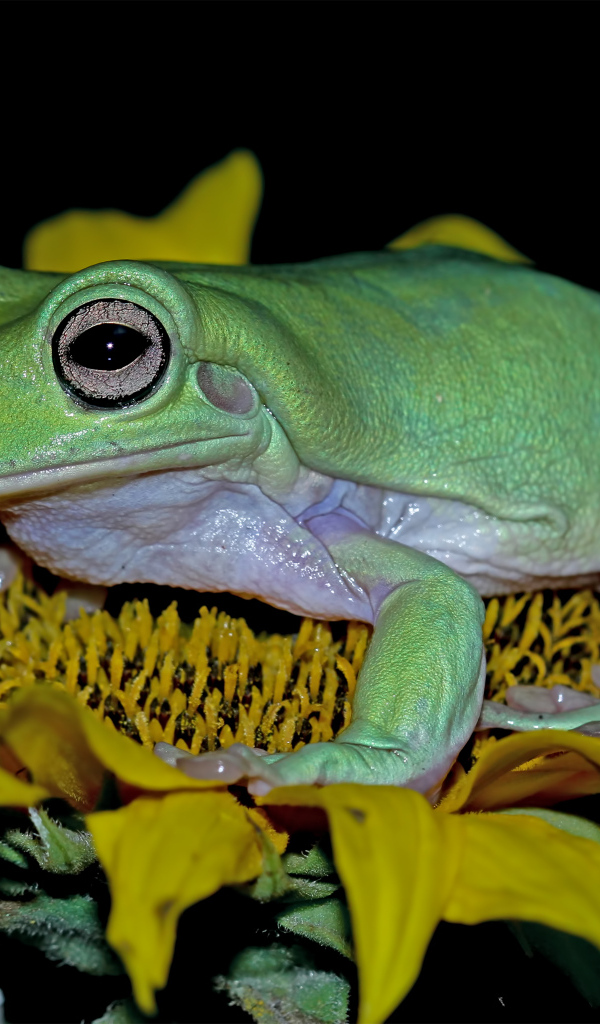 Большая зеленая лягушка на желтом цветке подсолнуха