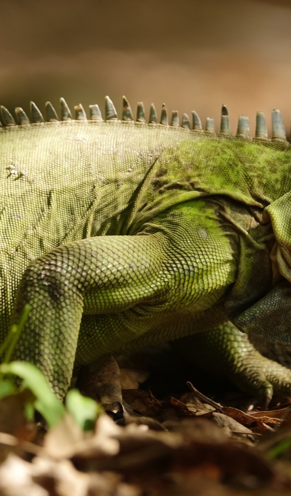 Большая зеленая игуана на сухой листве
