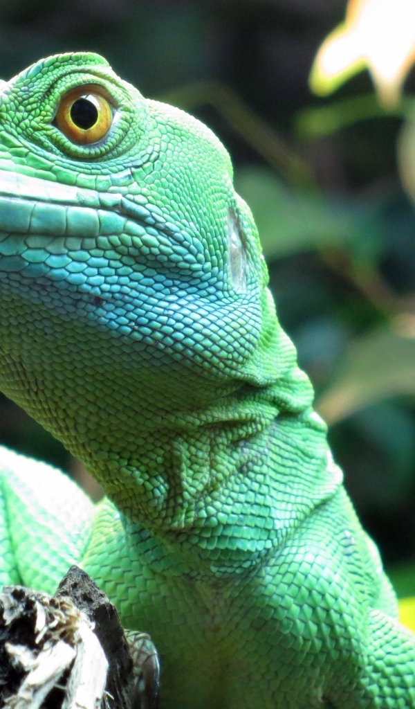 Большая зеленая ящерица в террариуме