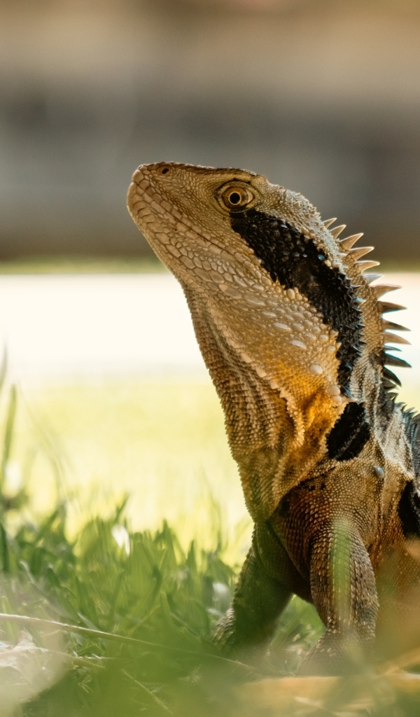 Большая игуана в зеленой траве 