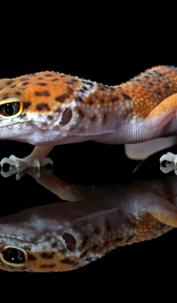 Леопардовый геккон крупным планом в отражении на черном фоне