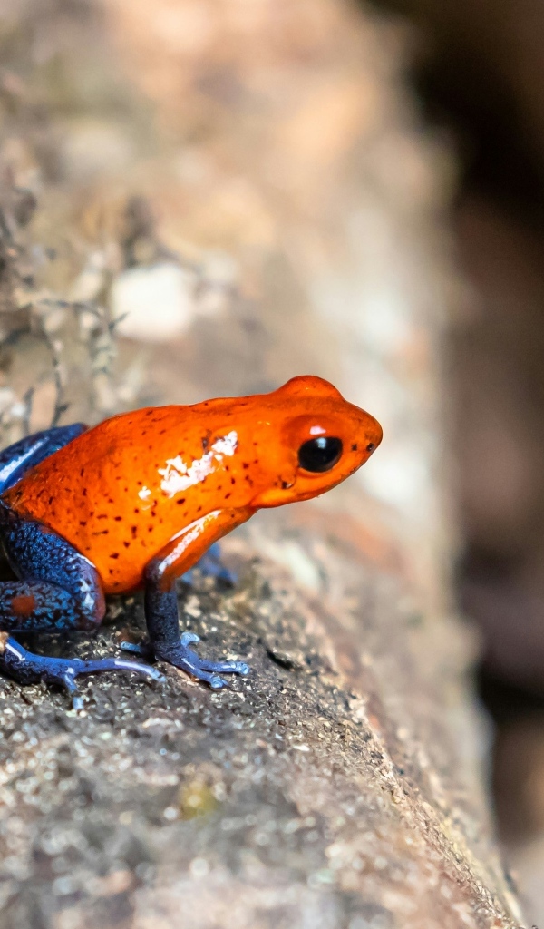 Красная лягушка с синими лапками  на камне