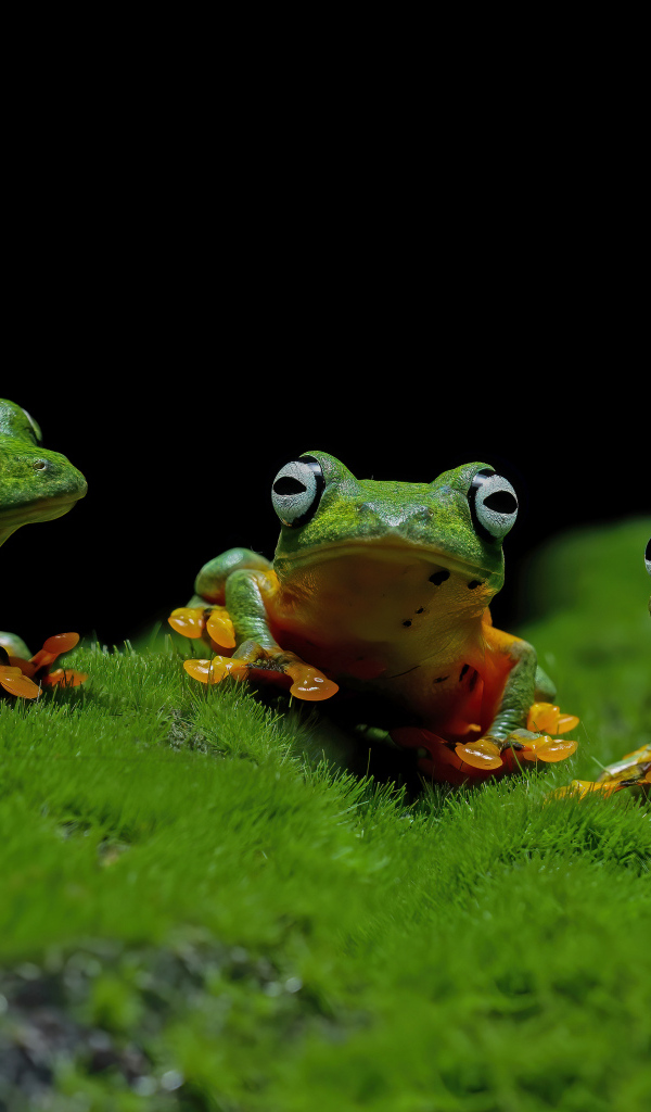 Три зеленые лягушки сидят на зеленом мху