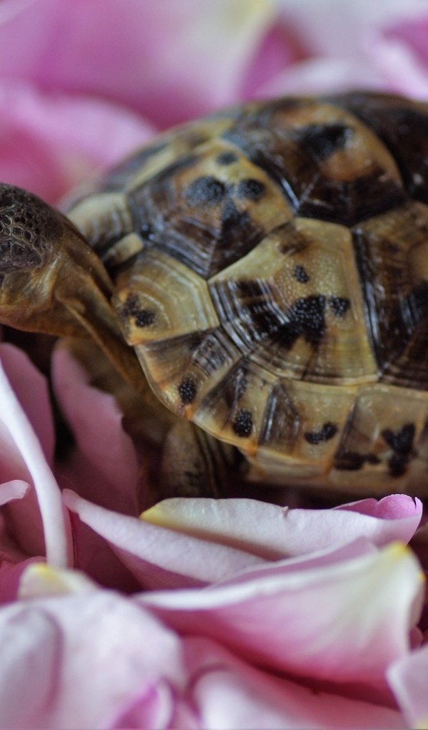 Черепаха с розовыми лепестками розы