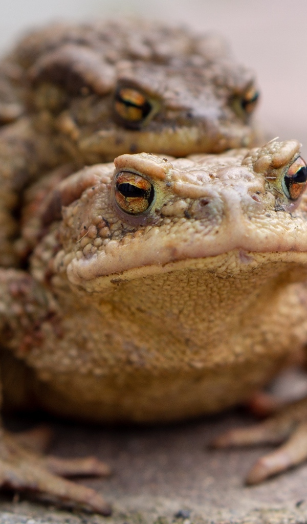 Две большие жабы крупным планом