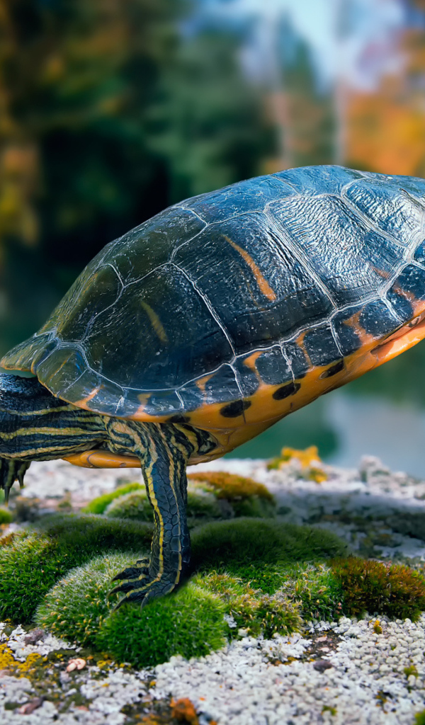 Желтоухая черепаха плавает в воде