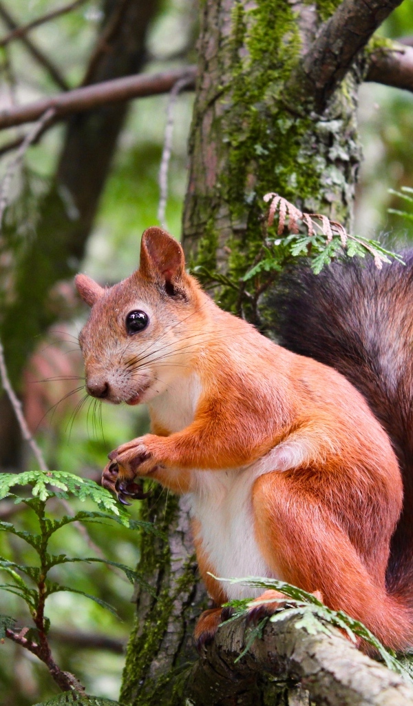 Любопытная рыжая белка сидит на ветке дерева