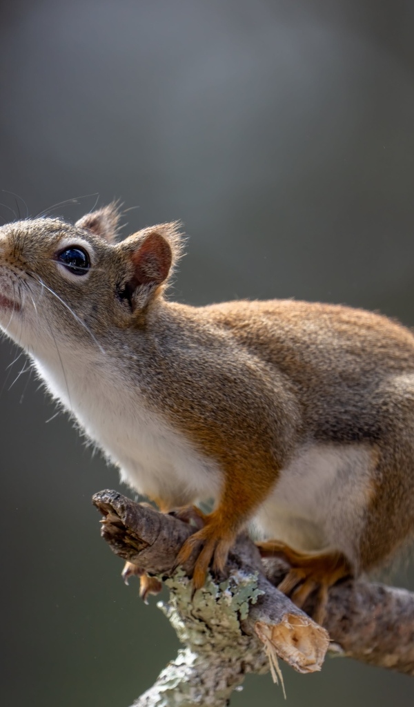 Любопытная белка сидит на ветке дерева